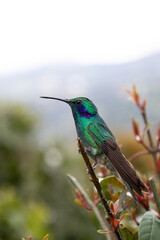 hummingbird on a branch