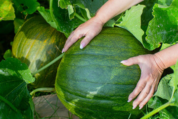 A farmer's female hands caring for green pumpkins in the garden bed. Harvesting healthy food concept