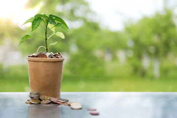 Concept for business, finance and investment. The plant grows in a container with coins.