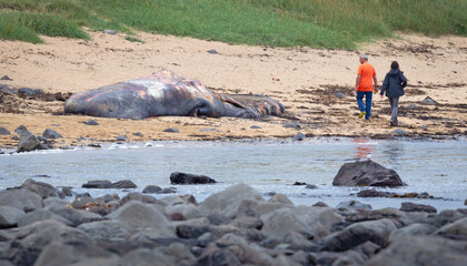 Obraz premium Snaefellsnes, Iceland on August 8, 2021: Large dead Sperm Whale washup up on a beach on Iceland