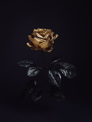 Beautiful golden rose flower with black leaves isolated on a dark black background. Creative Halloween or mystery concept. Elegant love and passion floral idea. - obrazy, fototapety, plakaty
