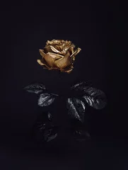 Fototapeten Beautiful golden rose flower with black leaves isolated on a dark black background. Creative Halloween or mystery concept. Elegant love and passion floral idea. © Aleksandar