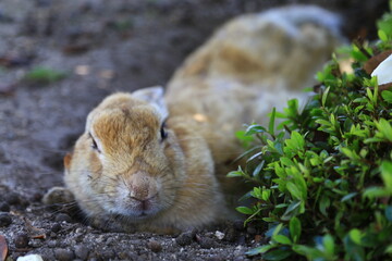 大久野島のウサギ