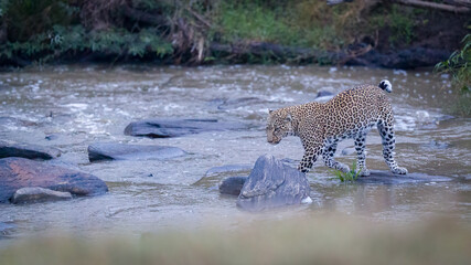 Fototapeta na wymiar Leopard crossing a river in Masai Mara, Kenya