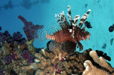 ソフトコーラルとライオンフィッシュ