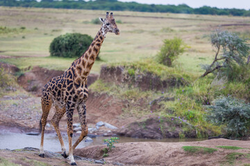 Giraffe crossing  river stream in Masai Mara, Kenya