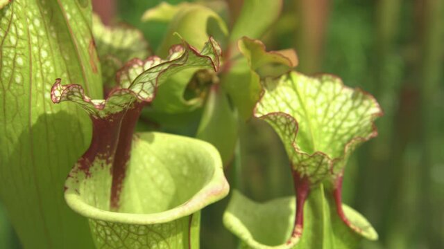 CLOSE UP, DOF: Detailed view of purple-trimmed yellow pitcher plants inside a large botanical garden in United States. Exotic carnivorous flowers are growing in the warm North Carolina sunshine.
