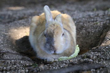 大久野島のウサギ