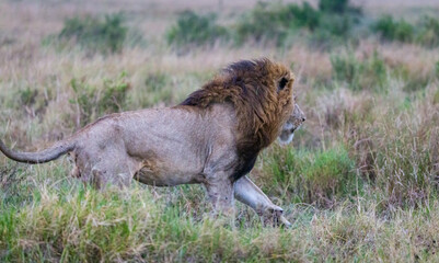 Male lion from the Marsh pride in Masai Mara, Kenya