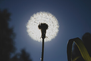 Abstract, fluffy dandelion in the sun, creates a blur, bright, colorful areola on a dark background.