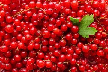 Fresh red currants as background