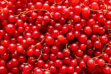 Fresh red currants as background