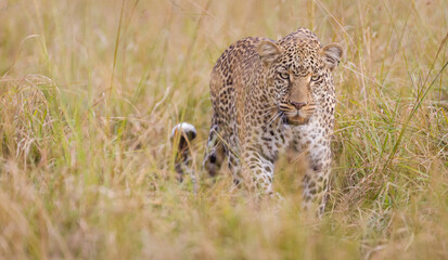 Fototapeta na wymiar Leopard in Masai Mara, Kenya