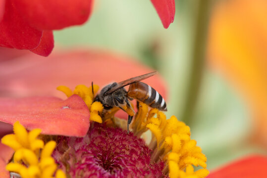 Close-up and selective focus bee image ,Little bee looking for nectar on red  flowers.
