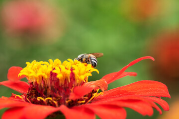 Close-up and selective focus bee image ,Little bee looking for nectar on red  flowers.