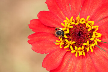 Close-up and selective focus bee image ,Little bee looking for nectar on red  flowers.