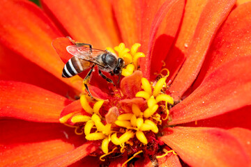 Close-up and selective focus bee image ,Little bee looking for nectar on red  flowers.