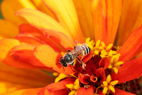 Close-up and selective focus bee image ,Little bee looking for nectar on yellow flowers.