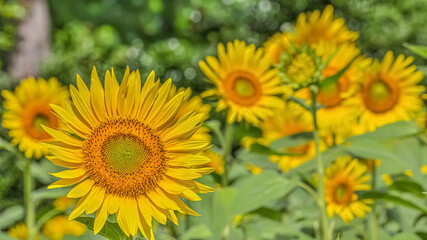 Obraz premium ヒマワリの花（Sunflower）