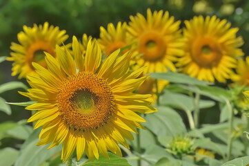 ヒマワリの花（Sunflower）