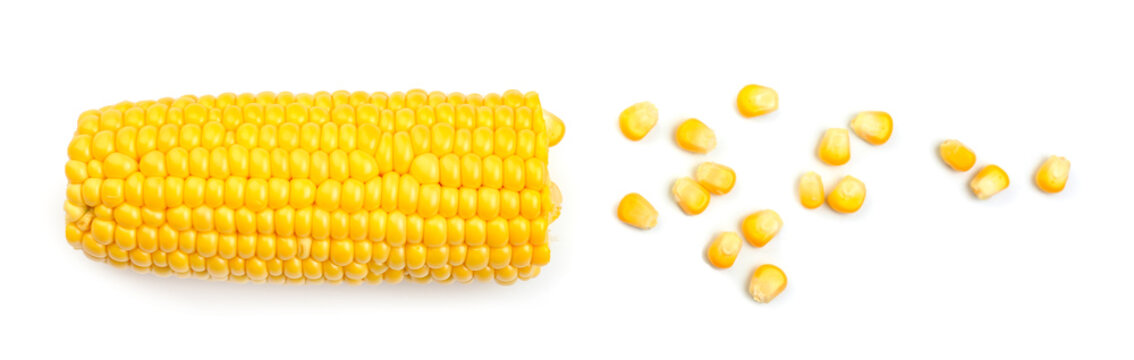 Fresh cut corn cob and seeds on white background