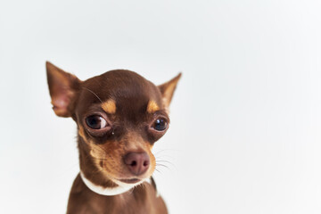 Obraz premium dog friend of human close-up Studio