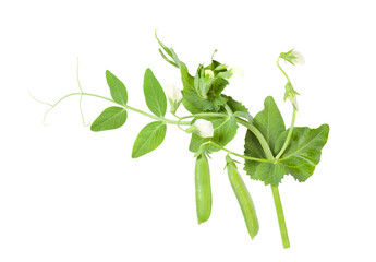 Growing green peas isolated on white background.