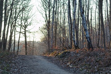 Fototapeta premium trees in the forest