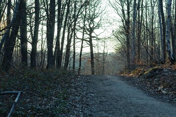 Fototapeta premium trees in the forest