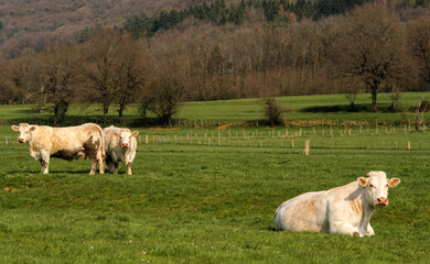 Fototapeta premium Vaches charolaises à Villereversure, Ain, France