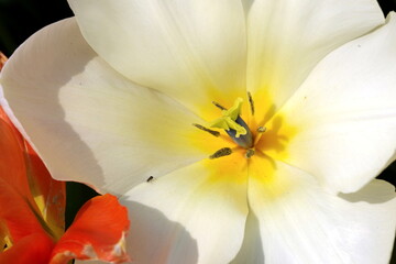 Fototapeta na wymiar Nahaufnahme einer Tulpenblüte mit weiß-gelben Blütenblättern