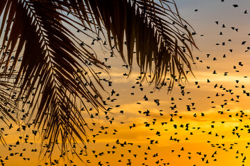 Coucher de soleil, vols d’étourneaux derrière feuilles de palmier