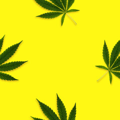 Hemp or cannabis leaves seamless pattern on a bright background.