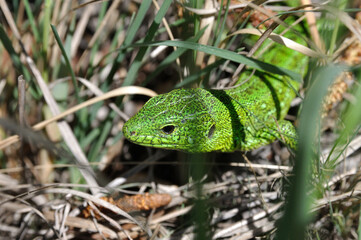 lizard in grass