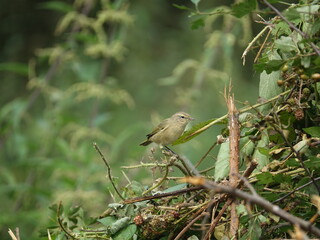 chiffchaff (Phylloscopus collybita)