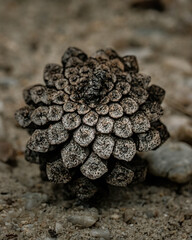 pine cone on the ground