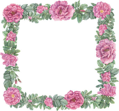Square frame with rose flowers and leaves. Hand-drawn graphic botanical border. Plant illustrations for design, cards, invitations.