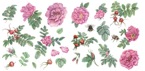 Clipart with flowers and rose hips, petals, leaves, bumblebees. Botanical set hand-drawn with colored pencils. Plant illustration for design.