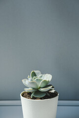A pot with an echeveria succulent plant on a gray background. Cozy home warm morning concept.