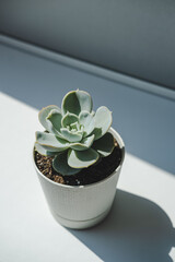 A pot with an echeveria succulent plant on a gray background with lights and shadows. Cozy home warm morning concept.