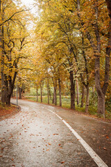 road in autumn forest
