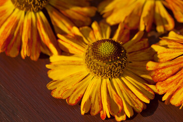 Yellow and orange flowers, close-up.