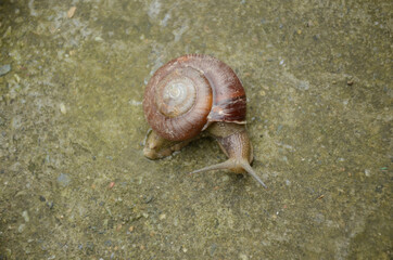 closeup the small brown color snail over out of focus grey brown background.