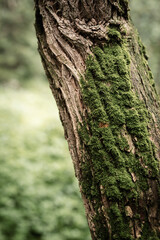 Green moss on a tree