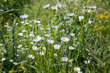 Summer field with grass and flowers, small daises artistic partial focus and blurred background