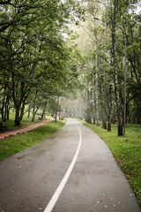 Fototapeta na wymiar Road in green misty forest