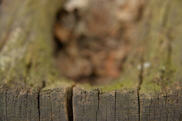 wood texture backround with place for text