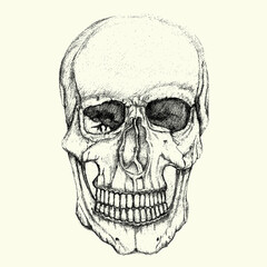 illustration of skull and sketch