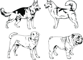 vector drawings sketches pedigree dogs and cats  drawn in ink by hand , objects with no background