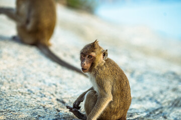 Close-up background view of wild animals (monkeys), high mountain dwellings, live in fast moving groups, some species are preserved in the zoo for people to visit.